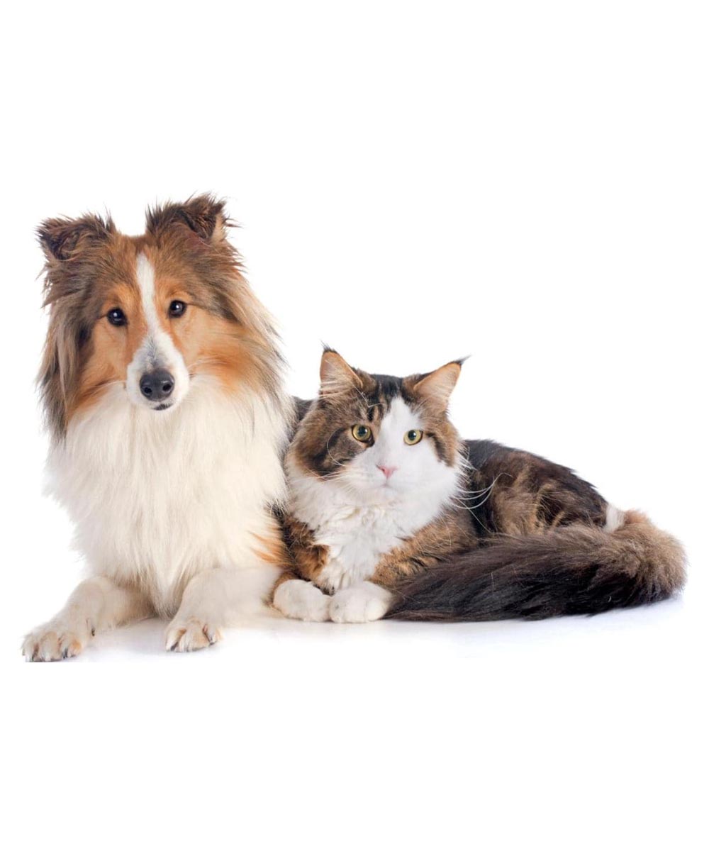 Cachorro e gato saudaveis