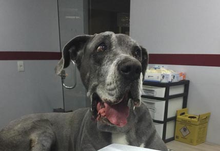 Cachorro sorrindo apo tratamento