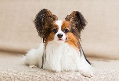 Image hover effect image