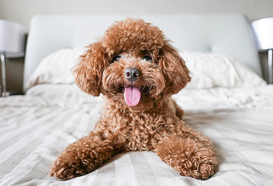 Image hover effect image