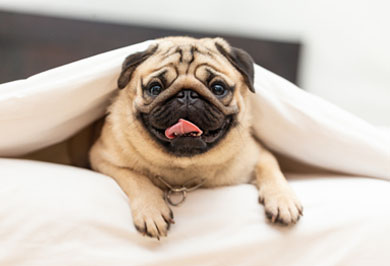 Image hover effect image