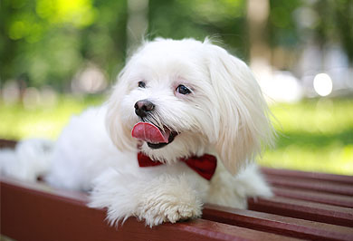 Image hover effect image