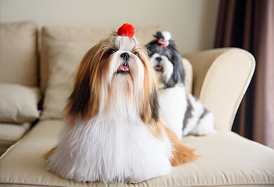 Image hover effect image